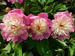 Picture of pink and white peony in full bloom in the garden at springtime.